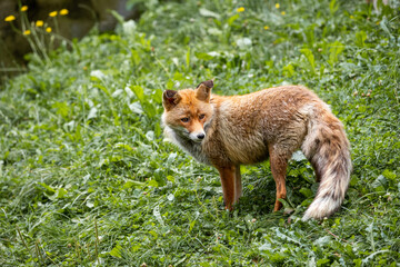 Naklejka na ściany i meble red fox in the Pyrenees