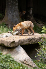 red fox in the Pyrenees