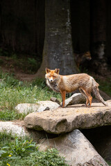 red fox in the Pyrenees
