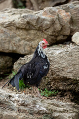 wild hen in the catalan pyrenees