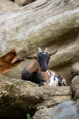 wild goat on a rock in the catalan pyrenees