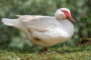 white duck with red face in a park