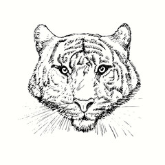 Tiger head front view. Ink black and white doodle drawing.