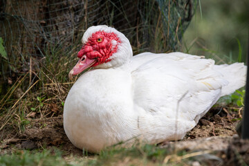 white duck with red face in a park