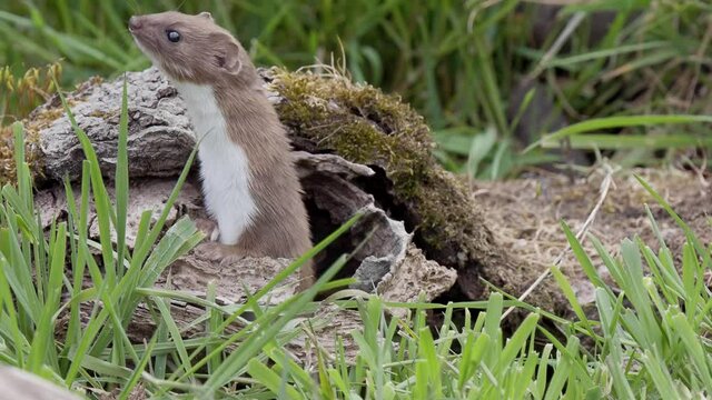 Weasel ( mustela nivalis )