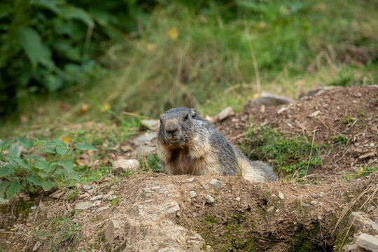 groundhog in the catalan pyrenees