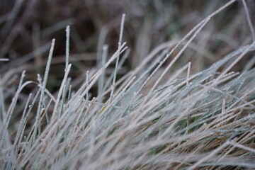 Frozen Grass