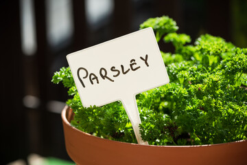 Bio Parsley Herb in Pot Grow at Balcony in Urban Garden. Home Grown Fresh Eco Produce