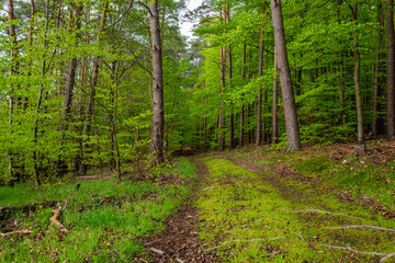 footpath in the forest