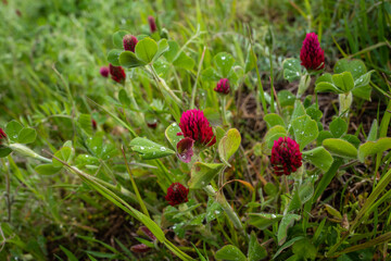 red clover blooming