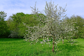 blühender Apfelbaum in einer Streuobstwiese // flowering Apple tree in a meadow orchard