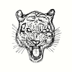 Tiger growling muzzle front view. Ink black and white doodle drawing in woodcut style.