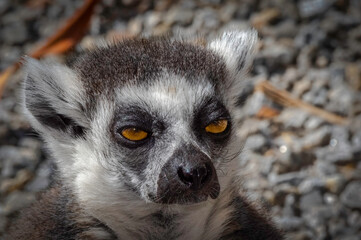 Hostile Lemur
