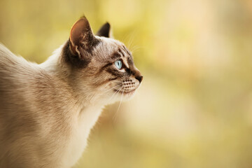 Portrait of a beautiful Thai cute kitten with blue eyes on the background of green nature, illuminated by daylight. Pet and nature.