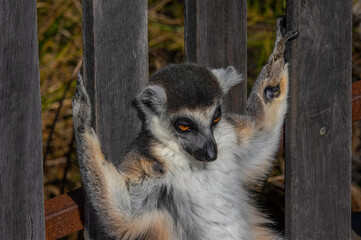 Lemur In The Bars