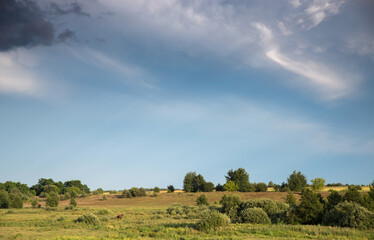 Fototapeta na wymiar Lutsk. Ukraine. July 4, 2020; Horse and people on the background of a meadow landscape.