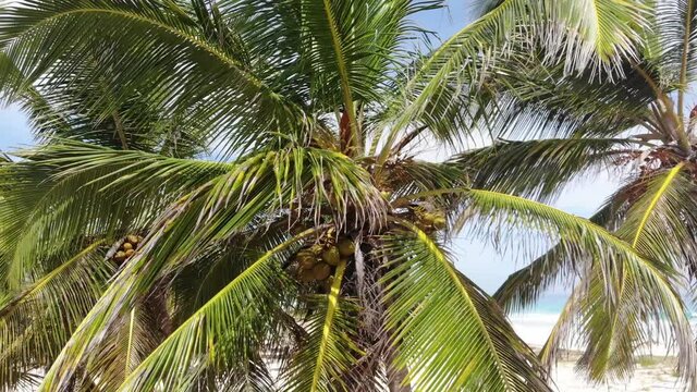 Aerial footage of the big palm trees on a golden beach, blue ocean water, 4k