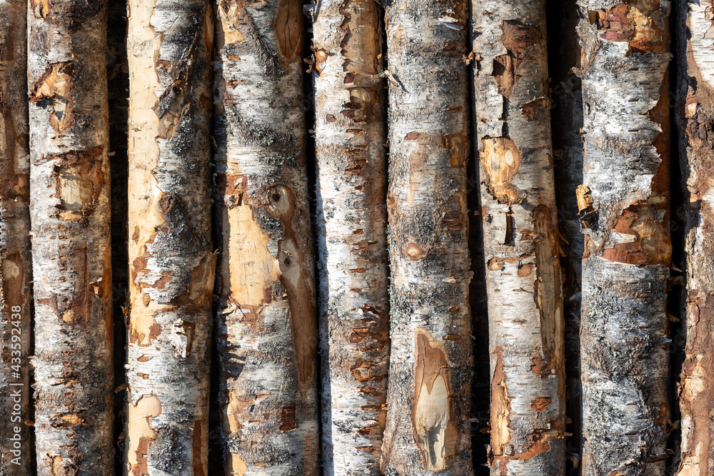 Poster birch logs in rows. the trees are stacked with stacks. timber