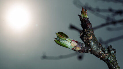 Knospe an einem Baum im Sonnenlicht