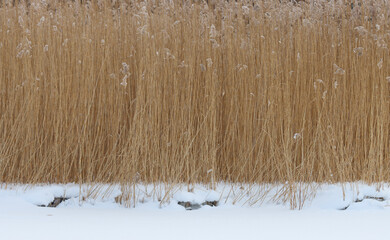 Common, dry reed in winter.