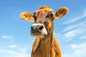Funny head of Brown Swiss dairy cow, close up, blue background with copy space