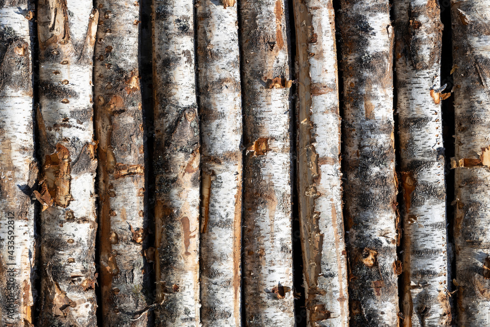 Poster birch logs in rows. the trees are stacked with stacks. timber