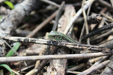 grass, green, nature, plant, spring, field, garden, agriculture, vegetable, growth, leaf, onion, fresh, lawn, summer, food, forest, ground, texture, natural, soil, farm, plants, organic, leaves
