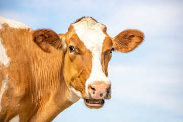 Funny portrait of a mooing cow, mouth open, the head of a red cow with white blaze, showing teeth  tongue and gums while chewing