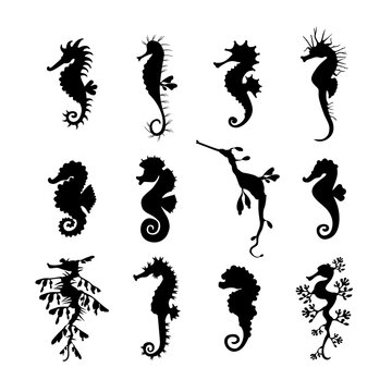 Set cute seahorses icons. Black seahorses with different silhouette on white background. For festive card, logo, children, pattern, tattoo, decorative, creative concept. Vector illustration