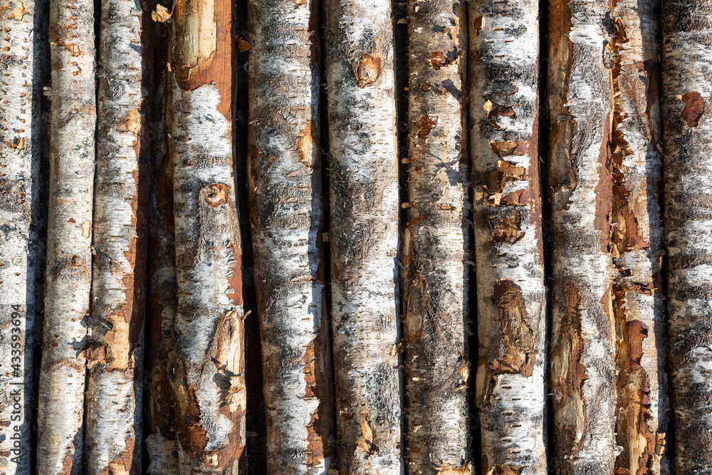 Poster birch logs in rows. the trees are stacked with stacks. timber