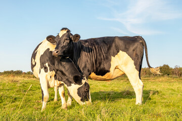 Two cows at sunset, friendship and love together cuddling in a green field under a  blue sky and some evening sun