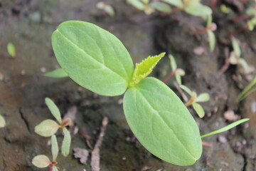grass, green, nature, plant, spring, field, garden, agriculture, vegetable, growth, leaf, onion, fresh, lawn, summer, food, forest, ground, texture, natural, soil, farm, plants, organic, leaves