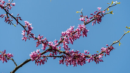 Spring bloom of eastern red bud or eastern red bud Cercis canadensis against blue sky. Blurred background. Close-up of pink flowers. Clear sunny day. Selective focus. Nature concept for design