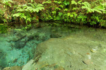 男池湧水の風景
