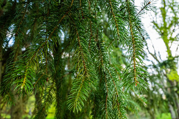 fir branch with fresh green