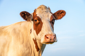 Cow in the evening sun light, soft calm expression, red spots and a pink nose and a blue background