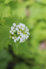 grass, green, nature, plant, spring, field, garden, agriculture, vegetable, growth, leaf, onion, fresh, lawn, summer, food, forest, ground, texture, natural, soil, farm, plants, organic, leaves