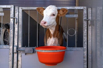 Dairy calf in a pen looks through the bars of the stable, cute white and red weaner, eating out of a bucket. © Clara