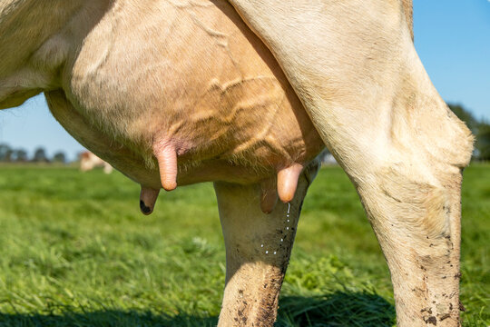 Ray of milk comes from the teat of a cow, udder and nipple close up, soft pink large mammary veins, dripping milk
