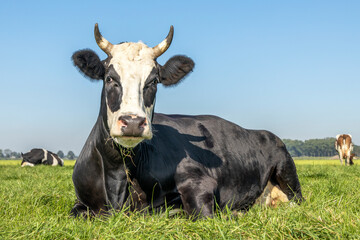 Lying horned cow, black and white, breed of cattle called: blaarkop or fleckvieh and a blue sky background.
