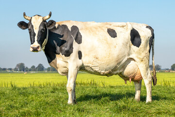 Black pied cow, her udder large and full and with horns in the pasture and a blue sky.