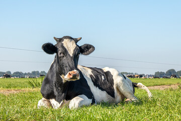 Black and white horned cow lying down happy in high green grass, relaxing in the meadow, seen from the front under a blue sky. © Clara