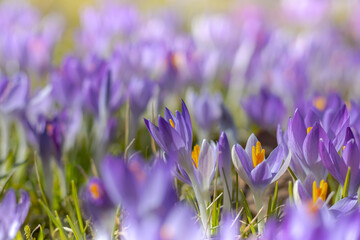 Glade With Purple Crocuses In A Park. Background. Springtime  concept.