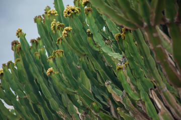 Euphorbia Trigona also known as African milk tree, cathedral cactus, Abyssinian euphorbia, Torrevieja, Spain.