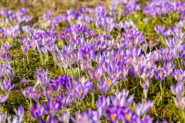Fototapeta premium Glade With Purple Crocuses. Summer time
