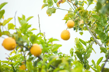 Yellow lemons hanging on tree. Fresh citrus fruits