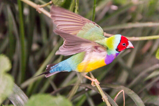 Gouldian finch flapping wings while perching on a tree branch