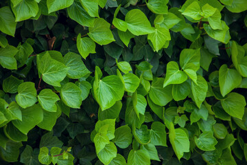 Green leaves background, natural texture