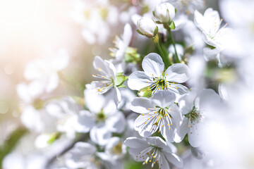 Closeup of white cherry flowers. Blooming cherries.