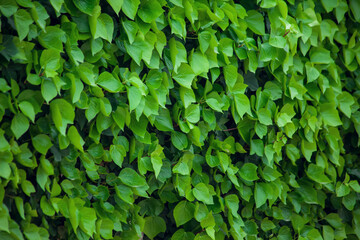 Green leaves background, natural texture